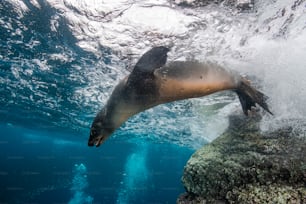 A sealion in La Paz in Mexico