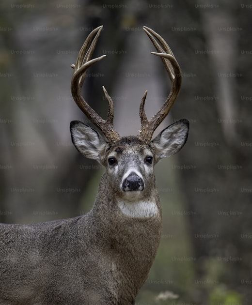 Green deer food plot in hardwood forest opening with trail camera setup