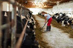 Jeune ouvrière d’une ferme de bouilloire travaillant avec une bêche ou une fourche à foin près de l’une des écuries avec des vaches