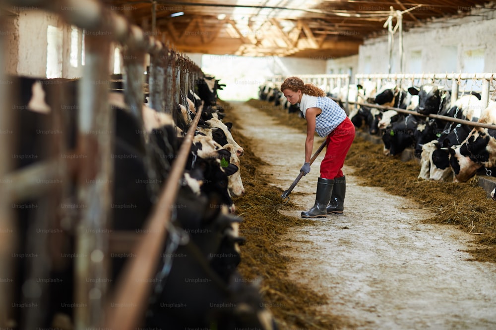Joven trabajadora de la granja de calderas que trabaja con pala o horca de heno junto a uno de los establos con vacas