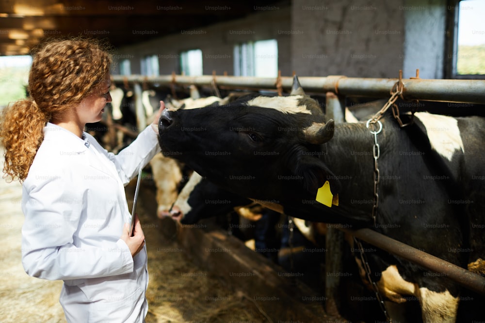 Ritratto di vista laterale f giovane veterinaria femmina che accarezza le mucche mentre lavora nel capannone della moderna azienda lattiero-casearia, spazio di copia