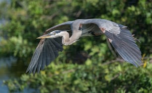 A great blue heron portrait.