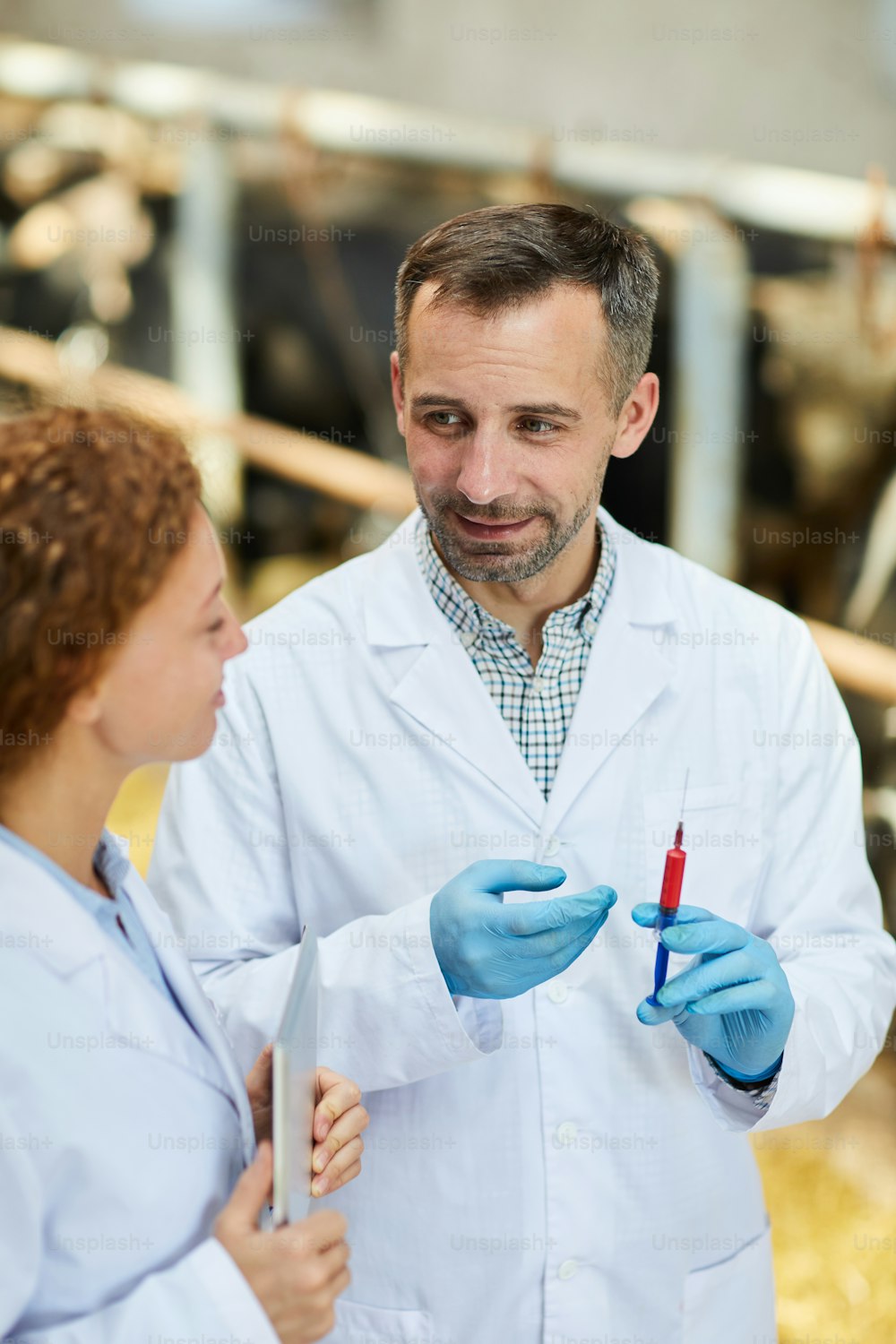 Hochwinkelporträt von zwei Tierärzten in Laborkitteln, die auf dem Bauernhof arbeiten und Kühen Impfimpfungen geben