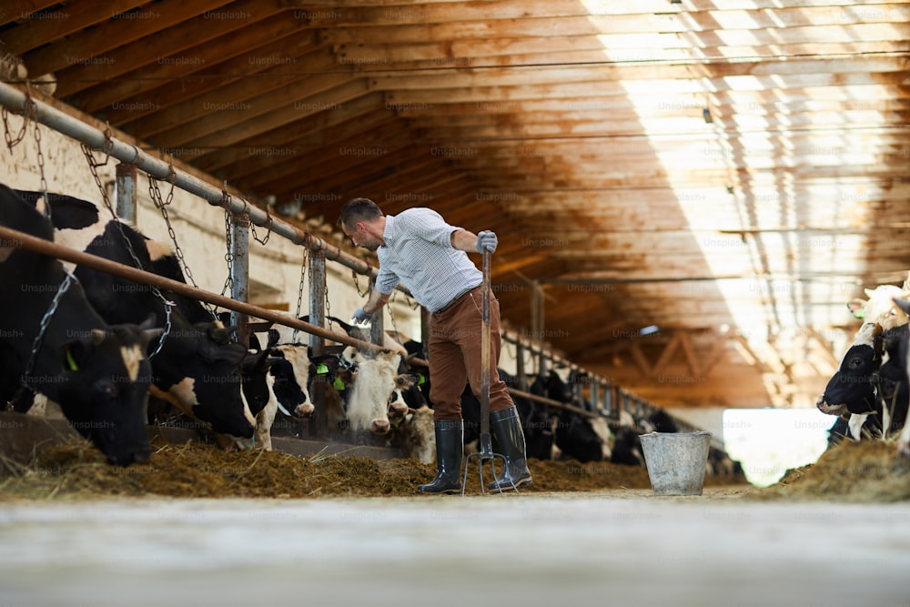 Ouvrier d’une ferme contemporaine s’occupant des vaches laitières dans l’étable et les nourrissant