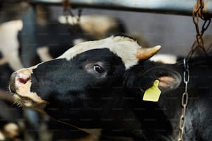 Side view portrait of beautiful black and white cow with clip in ear standing in stall of cowshed and looking at camera