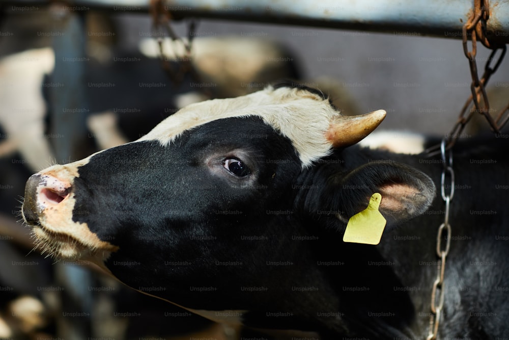 Seitenansicht Porträt einer schönen schwarz-weißen Kuh mit Clip im Ohr, die im Stall des Kuhstalls steht und in die Kamera schaut