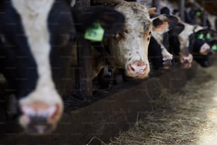 Portrait d’une vache noire et blanche regardant la caméra tout en mangeant du foin dans l’étable de la ferme laitière et de viande, espace de copie