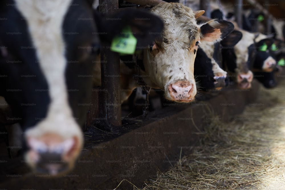 Portrait of black and white cow looking at camera while eating hay in cowshed of milk and meat farm, copy space