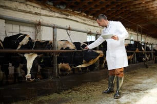 白衣の若い専門家は、やかん農場での仕事中に牛の頭の1つにラベルを読んでいます