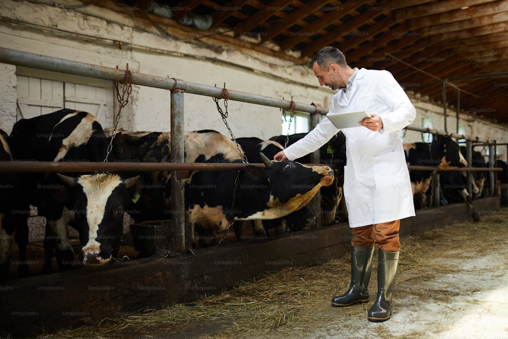 Jeune professionnel en blouse blanche lisant l’étiquette sur l’une des têtes de vaches pendant le travail dans une ferme en marmite