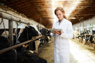 Mulher nova em jaleco branco em pé ao lado do estábulo da vaca e procurando dados sobre o gado na rede