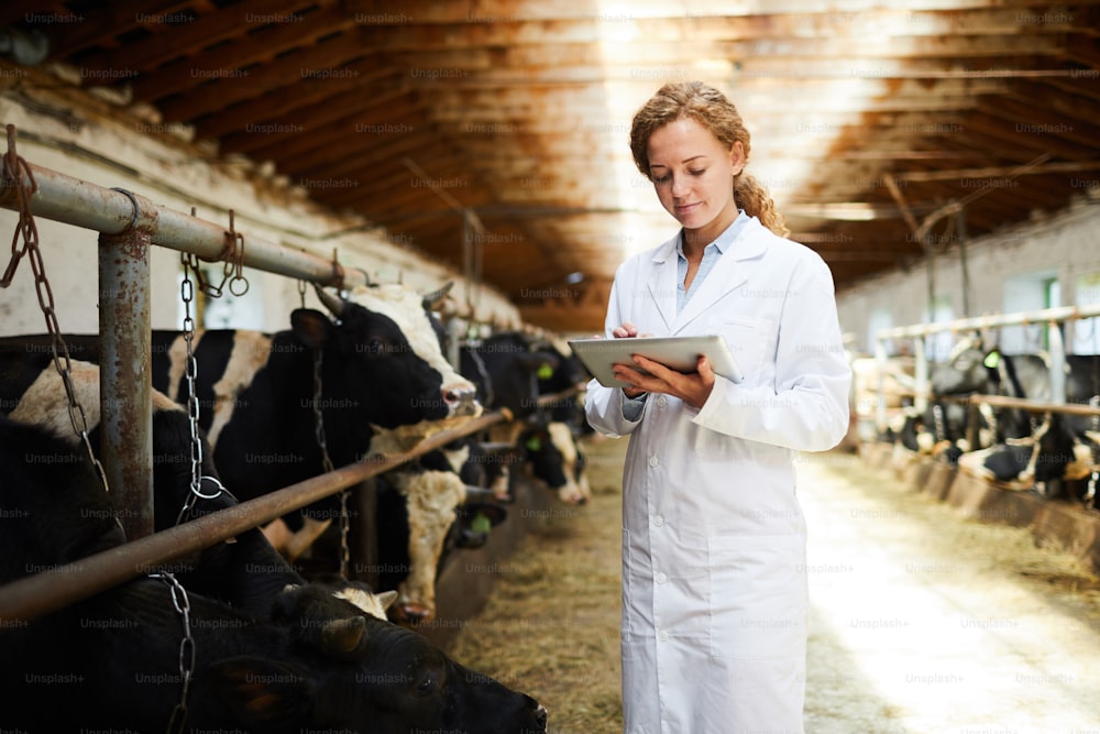 Mujer joven con bata blanca de pie junto al establo de la vaca y buscando datos sobre el ganado en la red