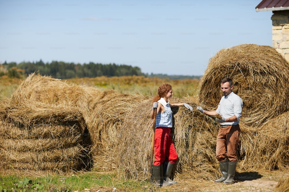Agricultores do sexo masculino e feminino olhando para a amostra de feno enquanto trabalham ao ar livre por pilha