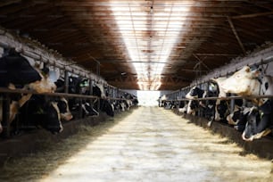 Longue allée éclairée divisant des parties de la ferme de bouilloire contemporaine en deux étables à vaches