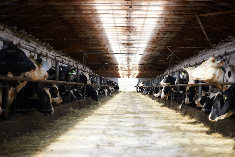 Long lit aisle dividing parts of contemporary kettle farm into two cow stables