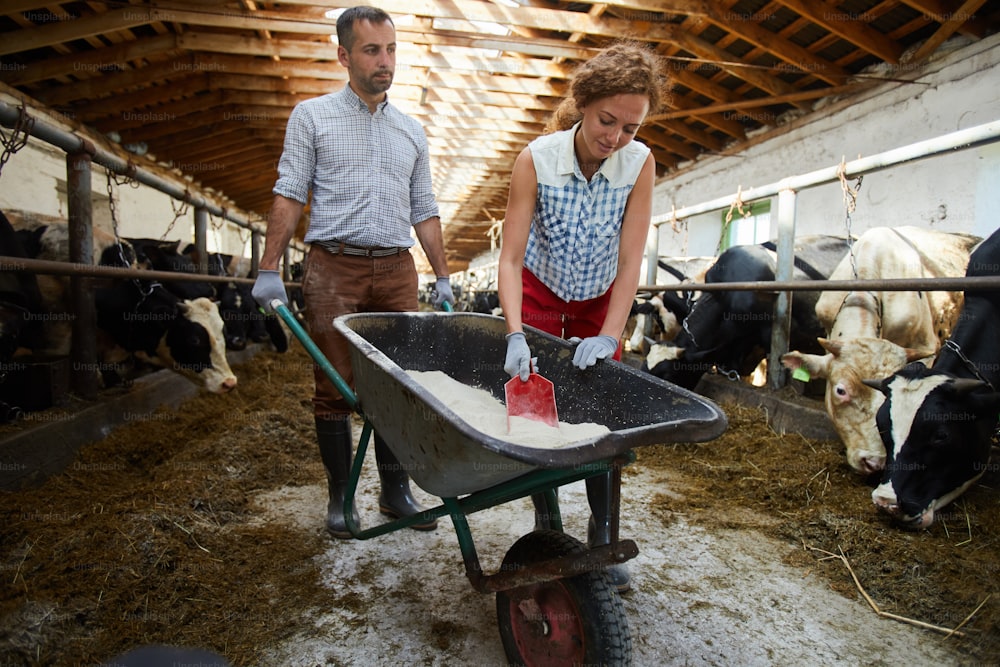 Uno de granjeros que toma un suplemento nutricional del carro mientras alimenta a las vacas en el establo