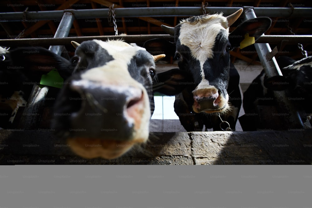 Dos vacas lecheras mirándote fuera de su establo entre barrotes metálicos en una granja de calderas