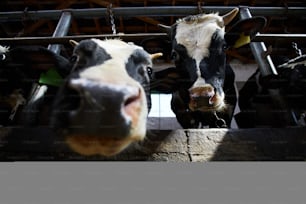 Two dairy cows looking at you out of their stable between metallic bars in kettlefarm