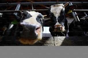 Duas vacas leiteiras olhando para você fora de seu estábulo entre barras metálicas em kettlefarm