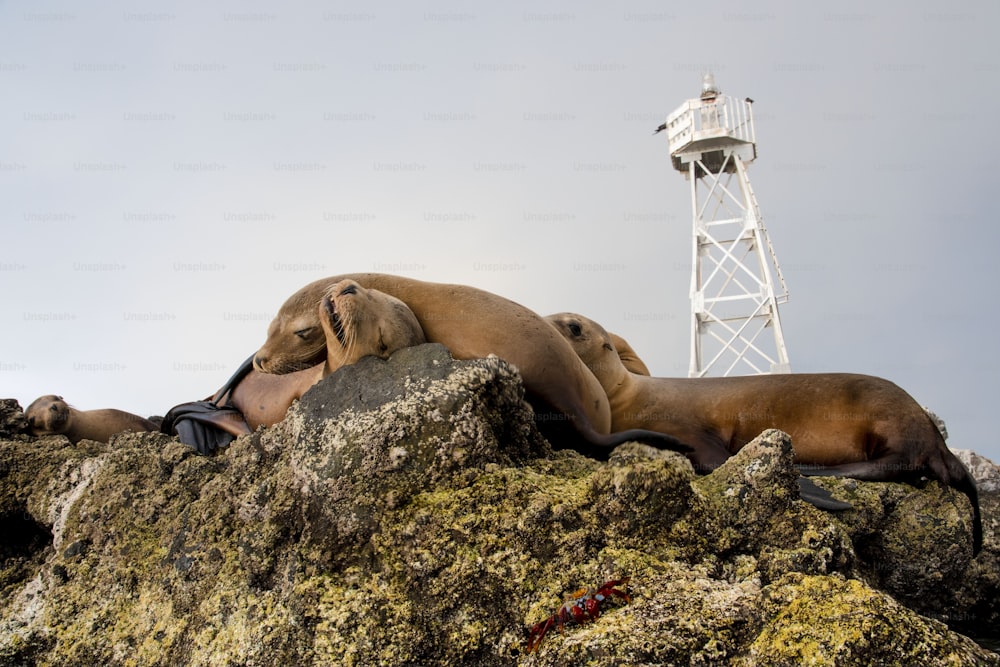 Una colonia de lobos marinos en la península de Baja California
