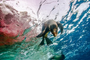 Un lion de mer à LaPaz au Mexique