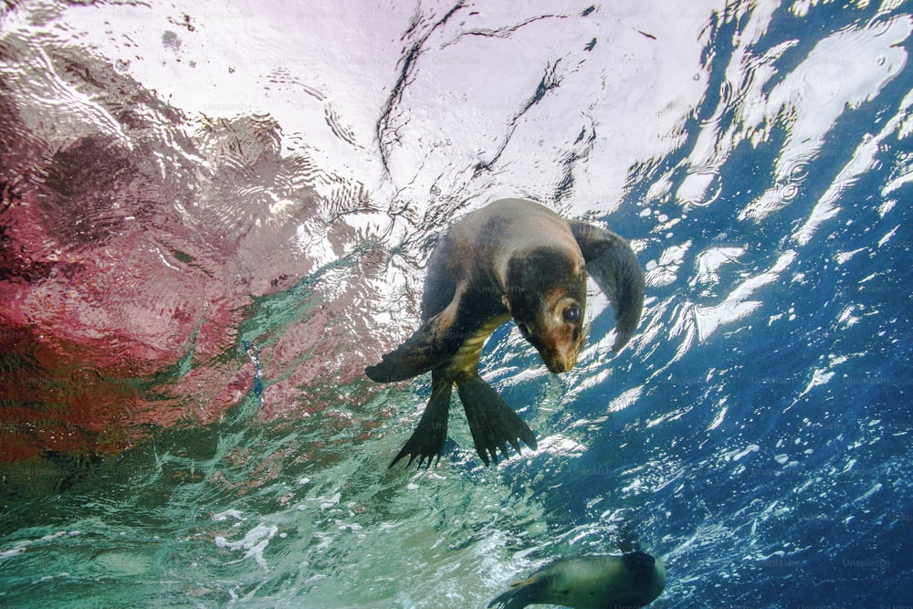 멕시코 라파스의 바다사자