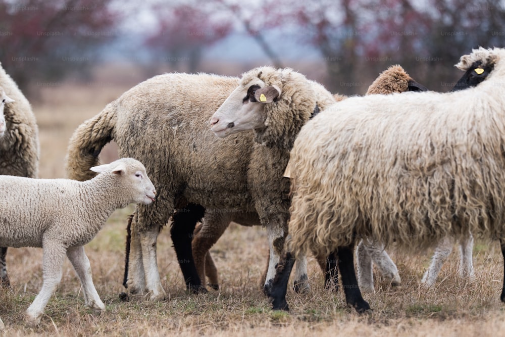 Herd of beautiful sheep on pasture