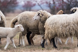 Herd of beautiful sheep on pasture