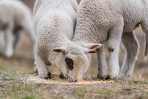 Herd of beautiful sheep on pasture