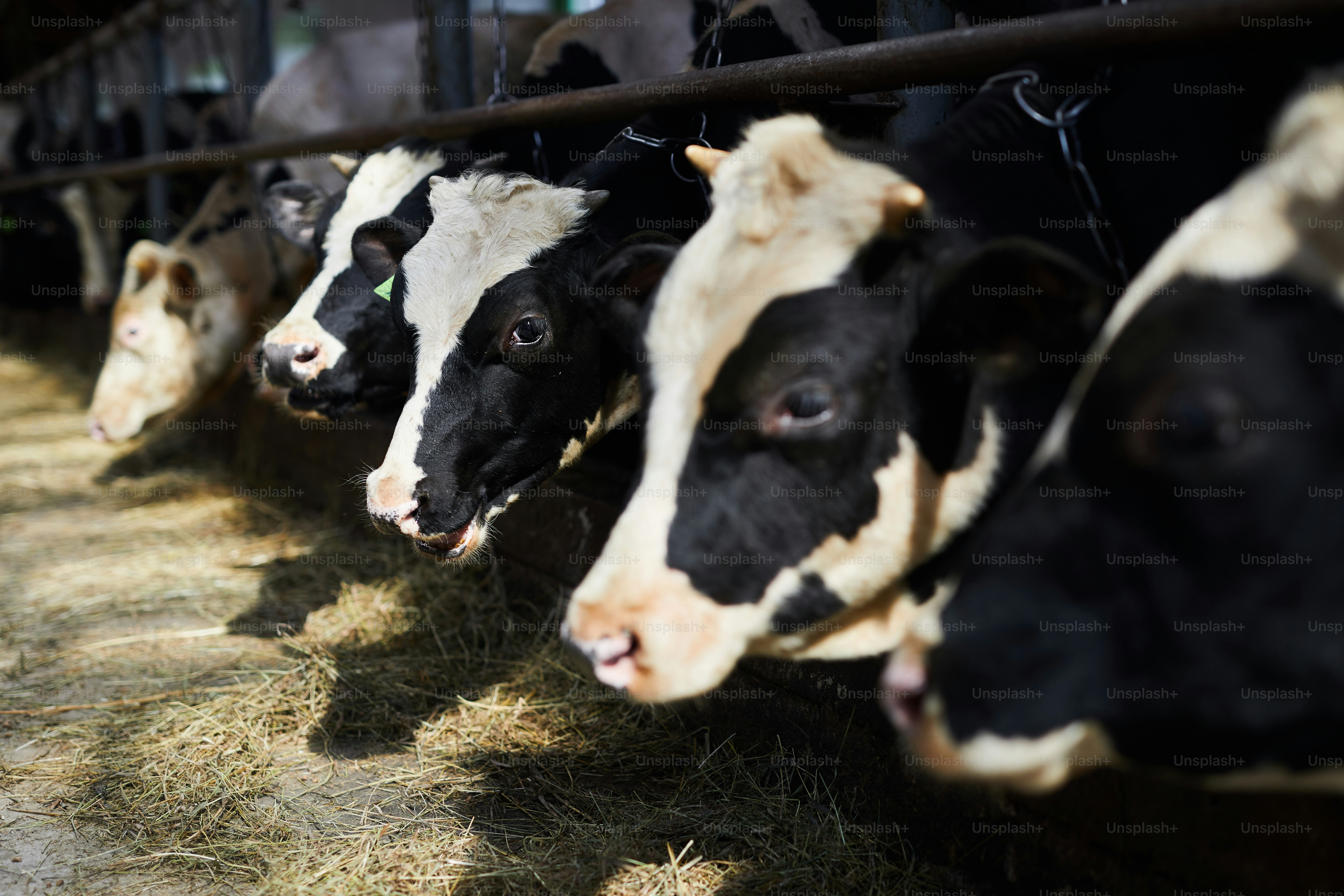 Long row of dairy black and white cows eating fresh hay in contemporary ...