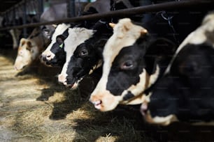 Longue rangée de vaches laitières, noires et blanches, mangeant du foin frais dans une ferme contemporaine