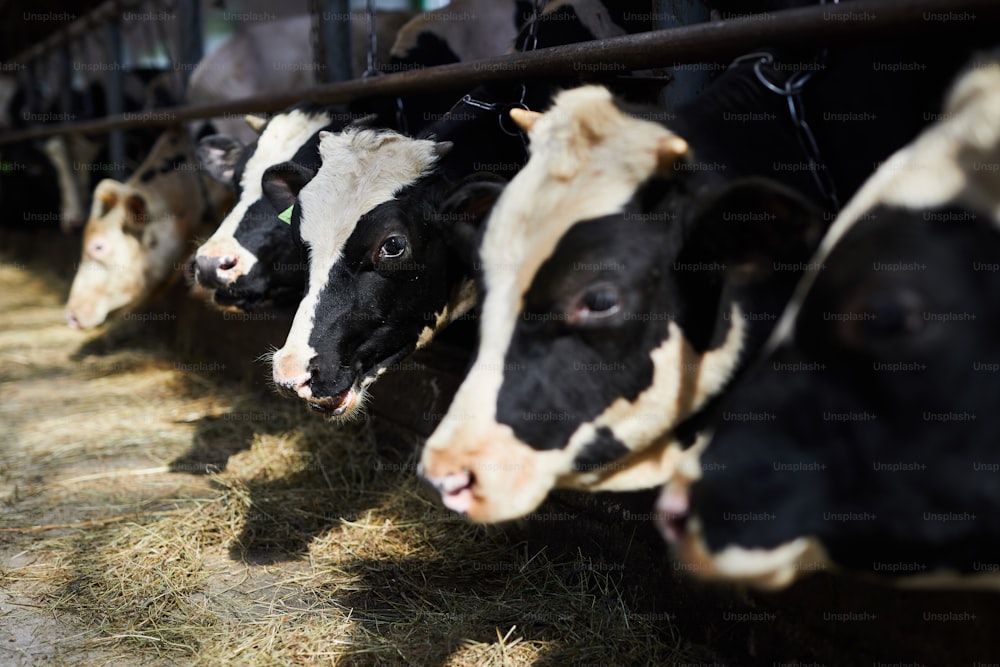 Lange Reihe von schwarzen und weißen Milchkühen, die frisches Heu in einem modernen Bauernhof essen