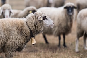 Bautiful white sheep with bell round her neck