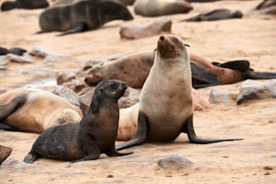 Madre y cachorro de lobo marino del Cabo (Arctocephalus pusillus) fotografiados en Cape Cross en Namibia, donde hay una gran colonia de estos mamíferos marinos.