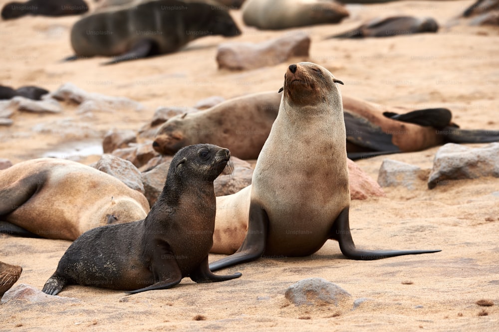 Mother and cub of Cape  fur seal (Arctocephalus pusillus) photographed at Cape cross in Namibia where there is a large colony of these marine mammals.