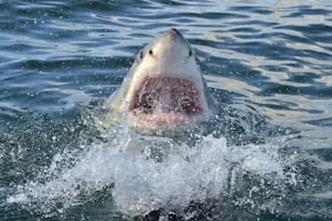 Grand requin blanc (Carcharodon carcharias) dans l’eau de mer une attaque. Chasse d’un grand requin blanc (Carcharodon carcharias). Afrique du Sud