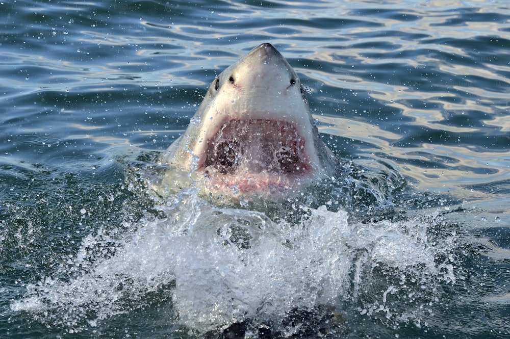 Great White Shark (Carcharodon carcharias) in ocean water an attack. Hunting of a Great White Shark (Carcharodon carcharias). South Africa