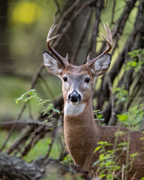 Mule deer buck in Colorado mountain terrain