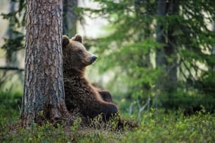 여름 숲에서 야생 성인 갈색 곰. 과학적인 이름: 우수 스 아크 토스. 자연 서식지. 여름.