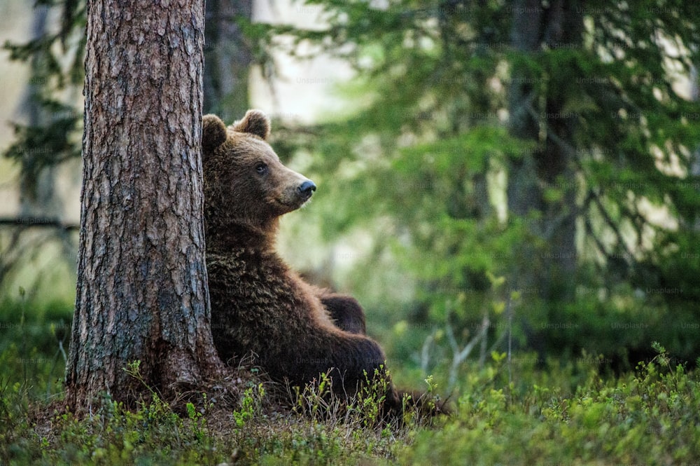 여름 숲에서 야생 성인 갈색 곰. 과학적인 이름: 우수 스 아크 토스. 자연 서식지. 여름.