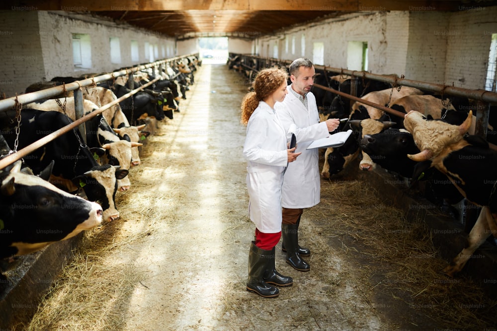 Two specialists in whitecoats standing by stable with cows and discussing their characteristics