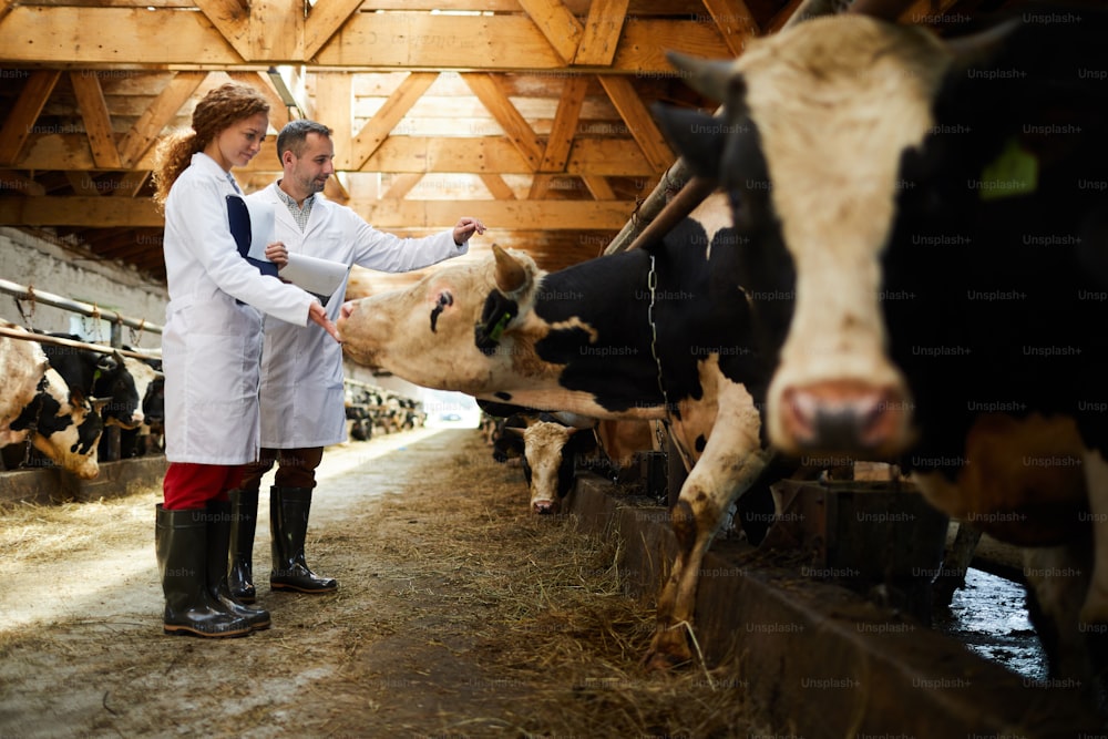 현대식 주전자 농장에서 일하는 동안 젖소를 만지는 두 젊은 농부