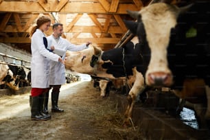 현대식 주전자 농장에서 일하는 동안 젖소를 만지는 두 젊은 농부