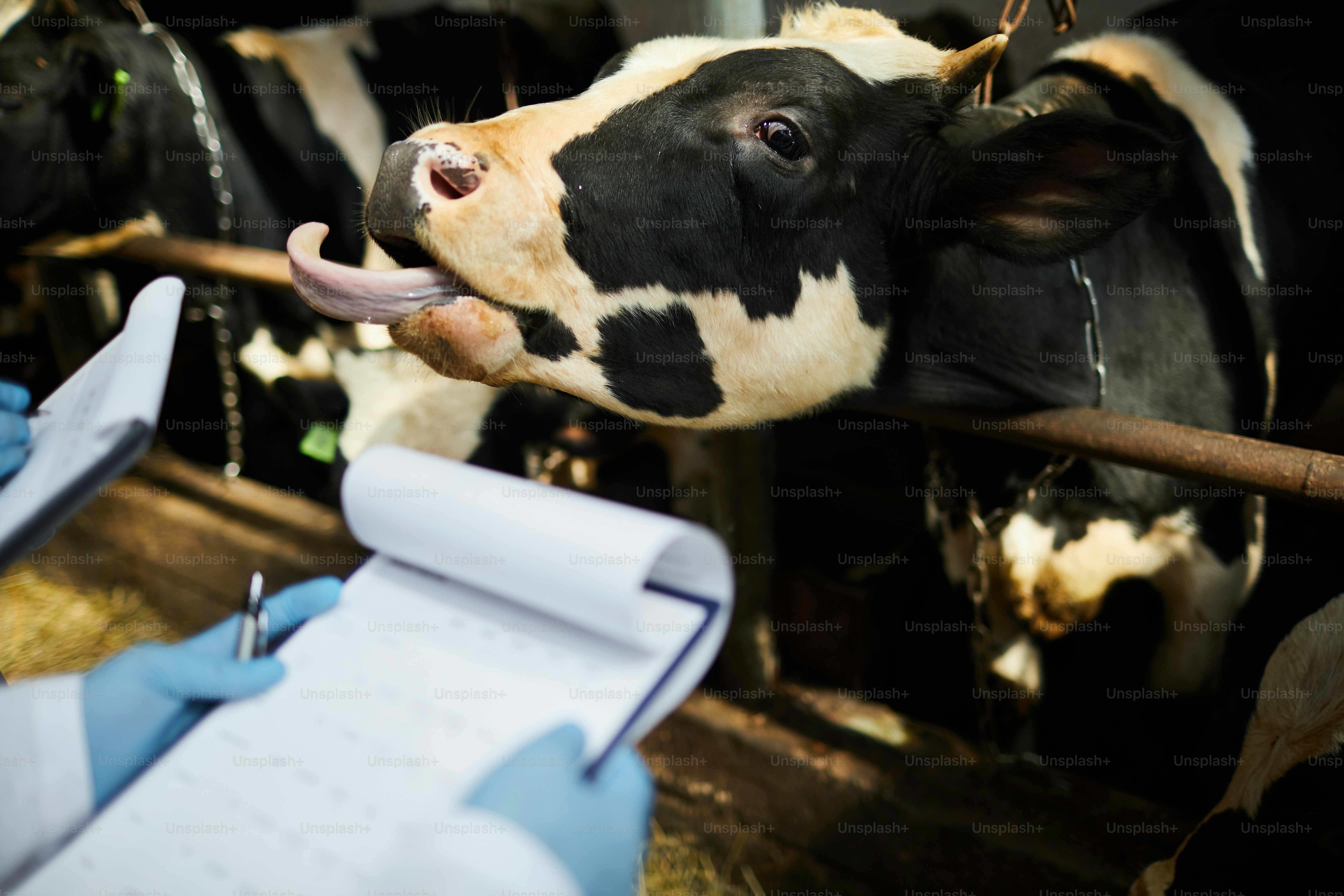 One of cows getting out its tongue from mouth in front of kettlefarm ...
