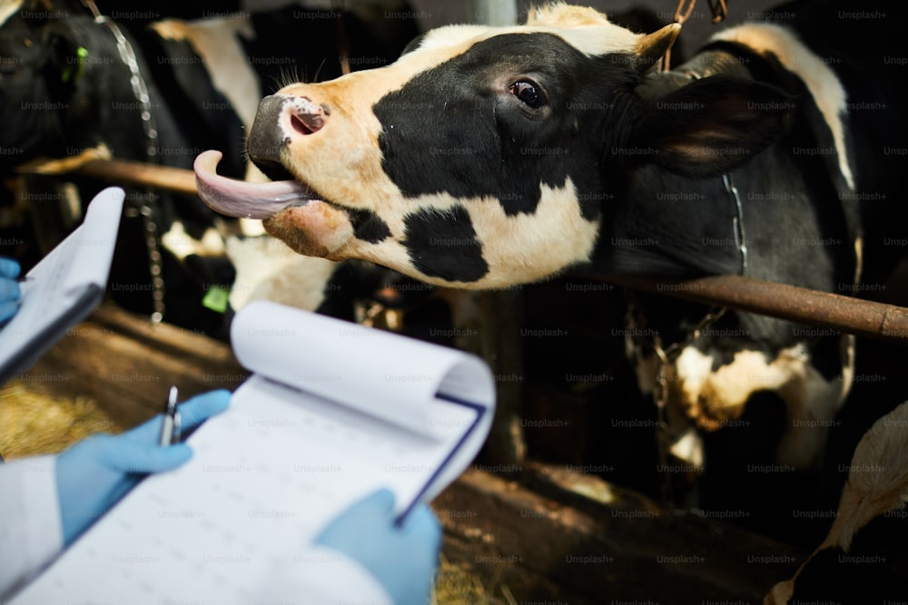 One of cows getting out its tongue from mouth in front of kettlefarm workers with documents