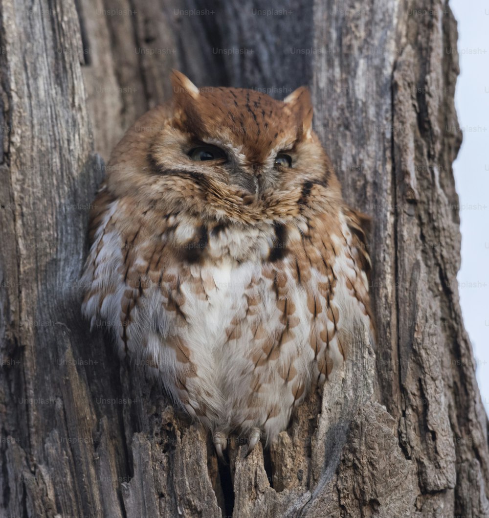 AN eastern screech owl in a tree