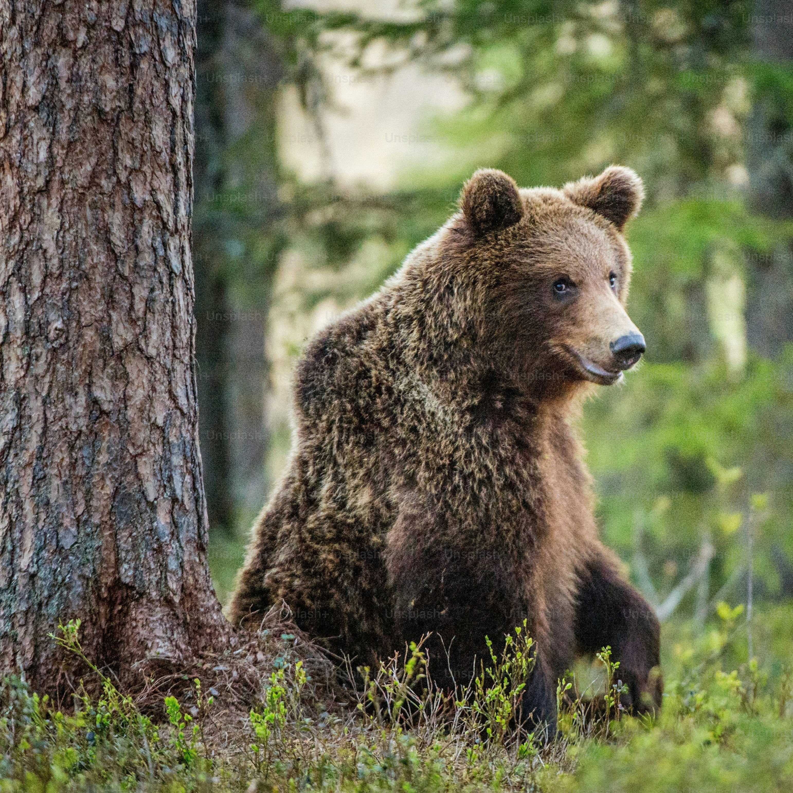 Wild adult Brown Bear in the summer forest. Scientific name: Ursus Arctos. Natural habitat. Summer season.