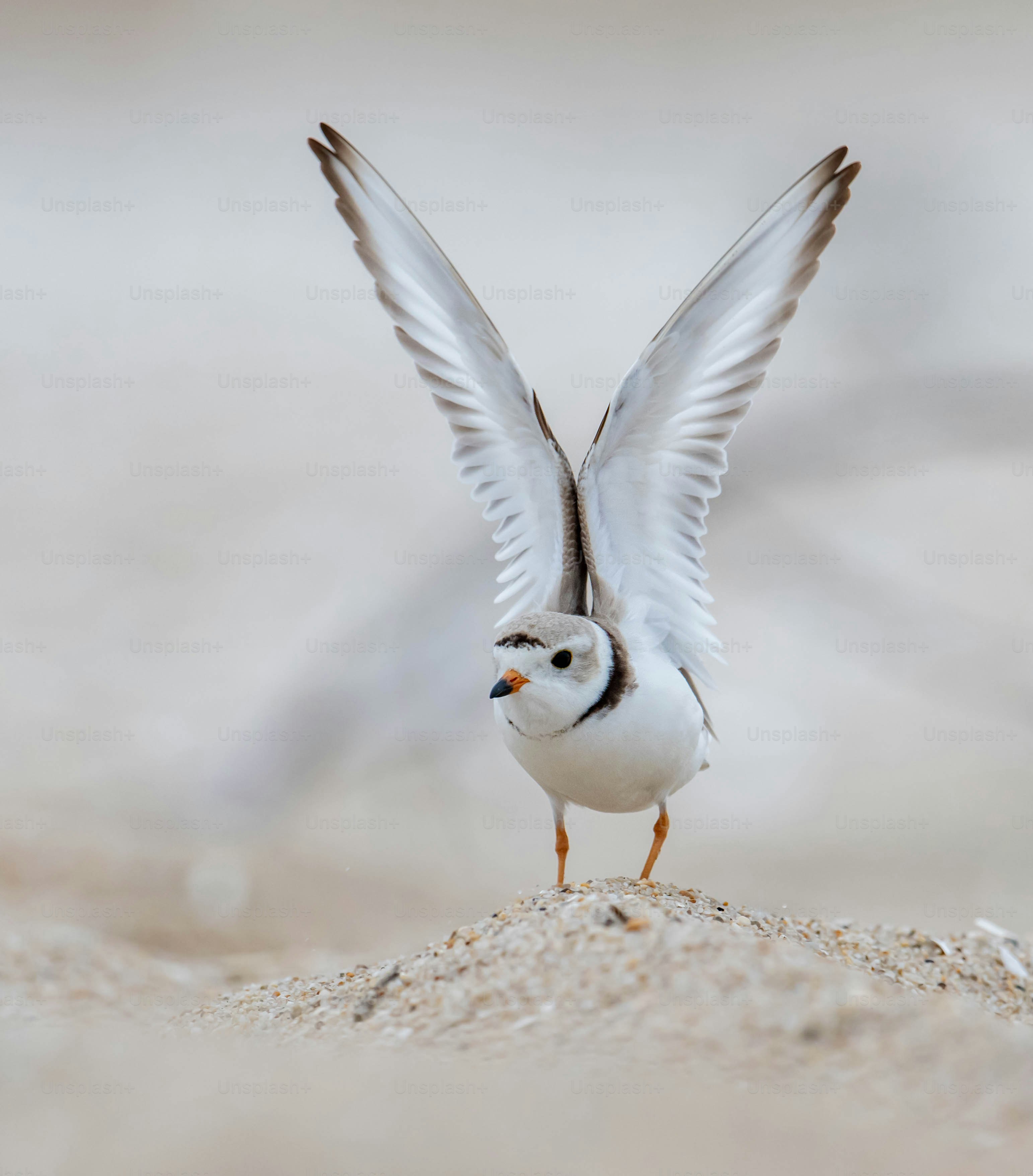 An endangered piping plover on the beach.