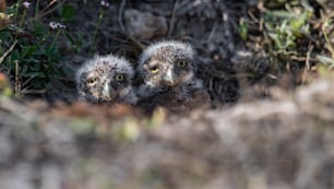 A burrowing Owl in Cape Coral, Florida.