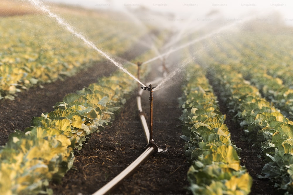キャベツ畑に水をまくための灌漑システム